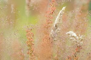 Ein natürlicher Feldstrauß (Feld mit Gräsern und Sauerampfer)