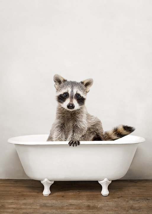 Funny Raccoon In Bathtub Wall Decoration by <span class="secondary-font">Diana van Tankeren</span>