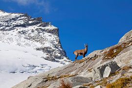 Ein Steinbock vor dem Stubacher Sonnblick