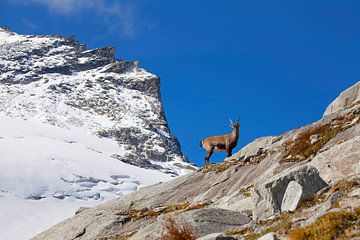 Ein Steinbock vor dem Stubacher Sonnblick von Christa Kramer