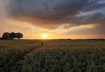 Bewolkte zonsondergang over graanveld van Roy Vereijken