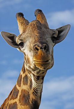 The Giraffe by W. Woyke