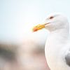 Close-up of a seagull by Melissa Peltenburg