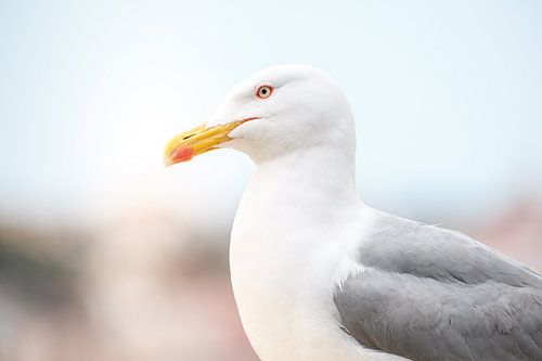 Close-up of a seagull by Melissa Peltenburg