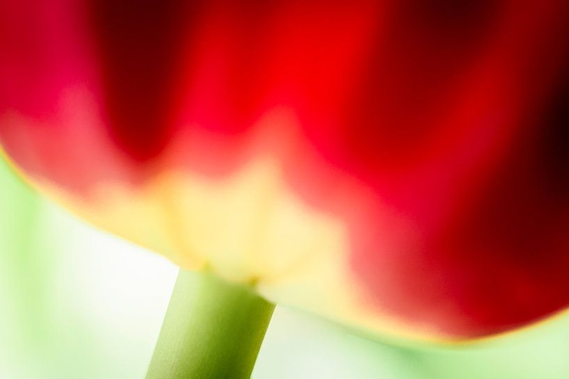 Tulp von Patty Elferink