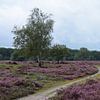 Een pad en bomen op de paarse hei van Gerard de Zwaan