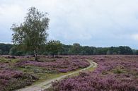 Een pad en bomen op de paarse hei van Gerard de Zwaan thumbnail