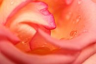 Soft rose petals van LHJB Photography thumbnail