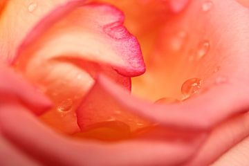 Soft rose petals