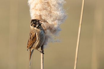 Reed bunting