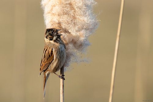 Reed bunting