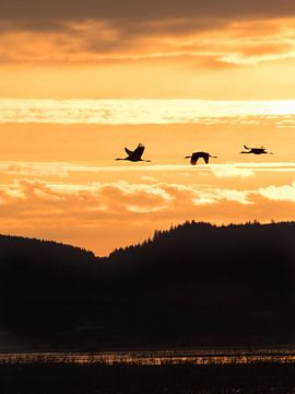 Vliegende kraanvogels tijdens zonsopkomst 2 von Arjen Heeres