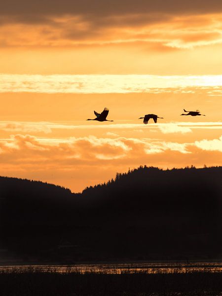 Vliegende kraanvogels tijdens zonsopkomst 2 by Arjen Heeres