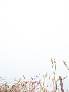 Wildblumen