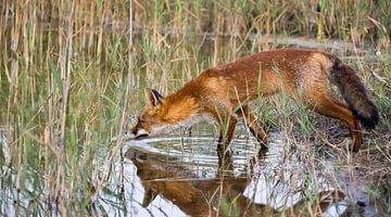 Drinkende vos&weerspiegeling. van Robert Moeliker