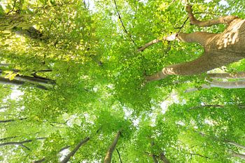 Tree canopy, leaves and trunks - Utrechtse Heuvelrug