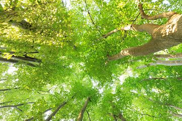 Canopée, feuilles et troncs d'arbres - Utrechtse Heuvelrug sur Sjaak den Breeje