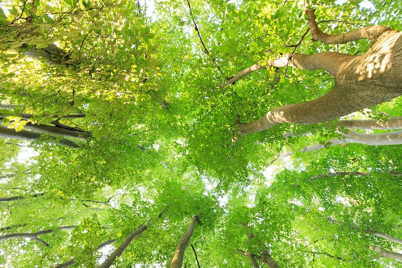 Tree canopy, leaves and trunks - Utrechtse Heuvelrug by Sjaak den Breeje
