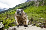 Groundhog in the Rocky Mountains by Roland Brack thumbnail