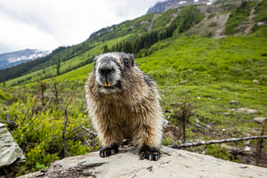 Murmeltier in den Rocky Mountains