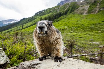 Groundhog in de Rocky Mountains van Roland Brack