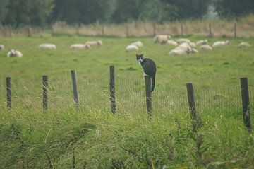De kat & de schapen van Niek Traas