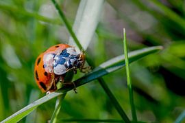 Lieveheersbeestje in het gras by Raymond Schrave