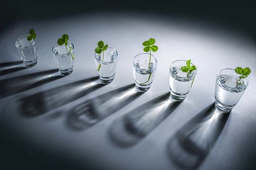 Rij glazen potjes met klavertjes, één ervan is een uitsteeksel