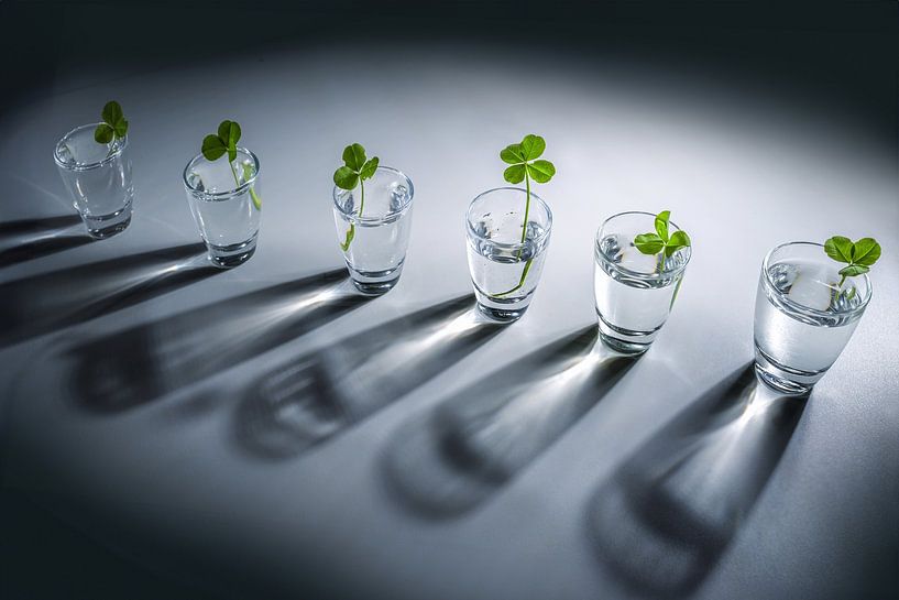 Row of small glass jars with clovers, one of them is an outstand by Maren Winter