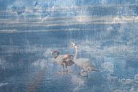 Abstracte fotografie | Abstract expressionisme | Modern abstract | Fantasie | Zwanen voor altijd samen