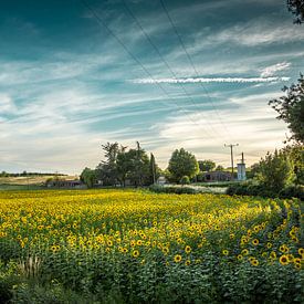 Sunflowerfield in France 3 von Onno Kemperman