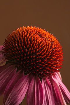 Close-up in warme kleuren: Het hart van een Echinacea van Marjolijn van den Berg
