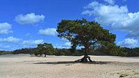 Flying Scots pine - Soesterduinen