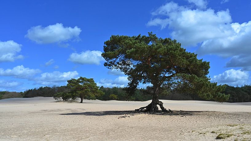 Fliegende Föhre - Soesterduinen von Vinte3Sete
