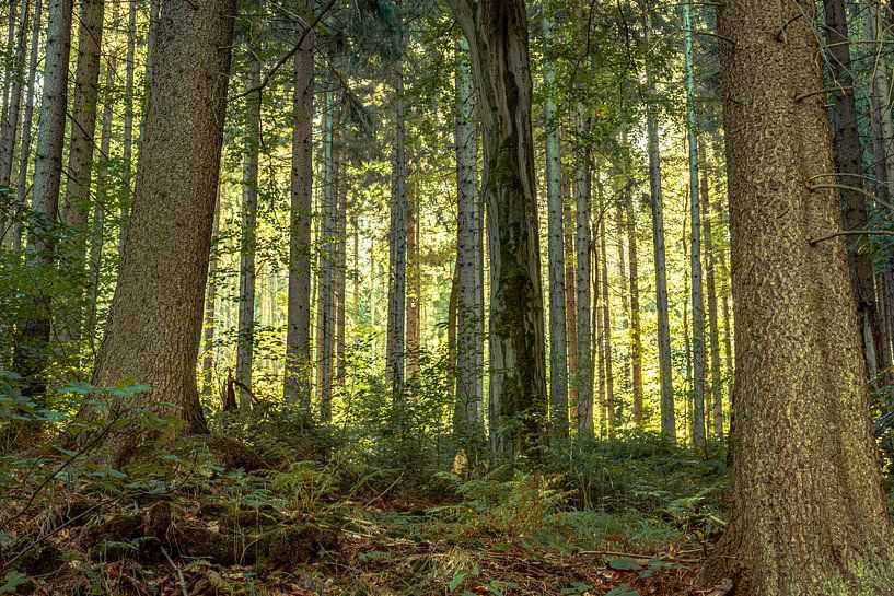 Natuur en landschap in het Erzgebergte van Johnny Flash