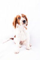 Hond