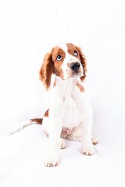 Hond by Florence Aafjes