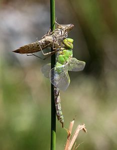 Große Königslibelle