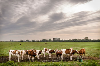 Kühe auf der Weide