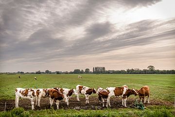 Koeien in Weiland van Tony Buijse