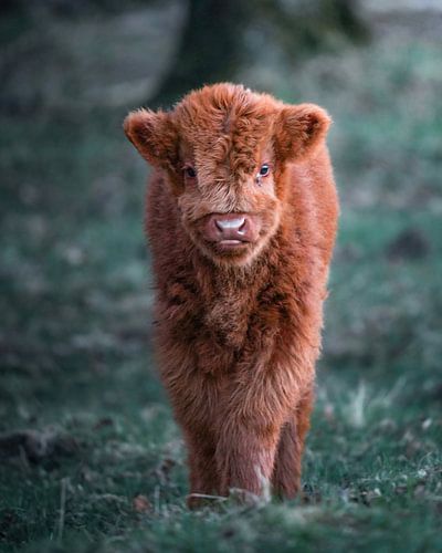 Highlander écossais