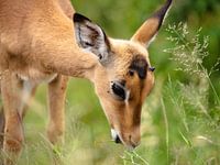 Impala eats grass