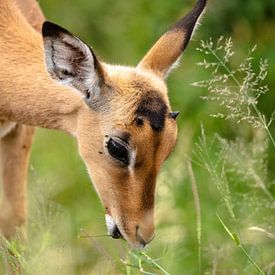 Impala eet gras van Inez Allin-Widow