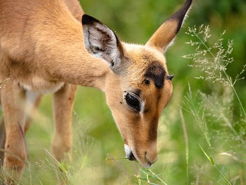 Impala eats grass by Inez Allin-Widow