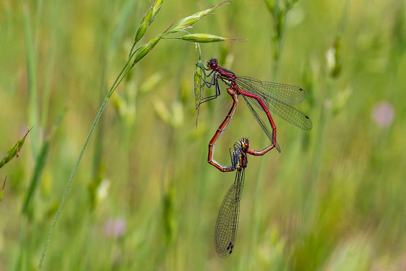 Das rote Herz der Liebe. von Els Oomis