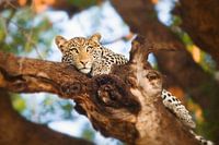 Leopard in tree