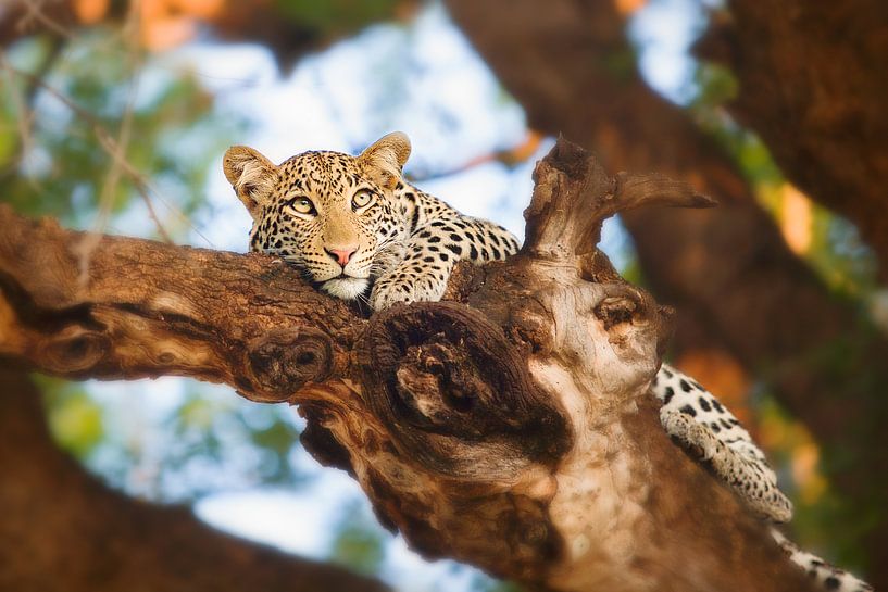 Leopard in tree by Nicole Jagerman