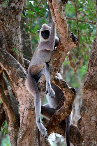 Sri Lankan monkey in the trees
