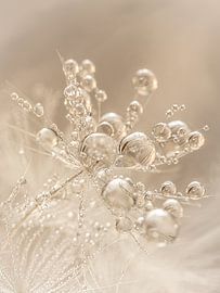 Warme Champagner- und Beigetöne: Tröpfchen glitzern auf dem Flaum von Marjolijn van den Berg