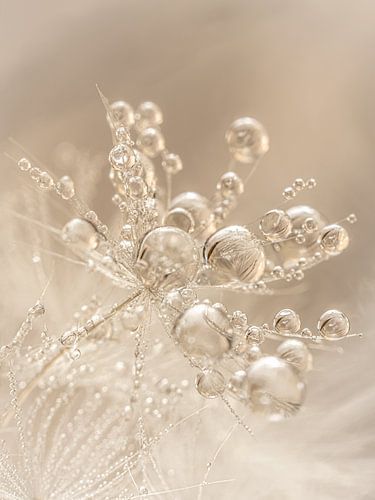 Warme champagne - beige tinten: Druppels schitteren op het pluisje